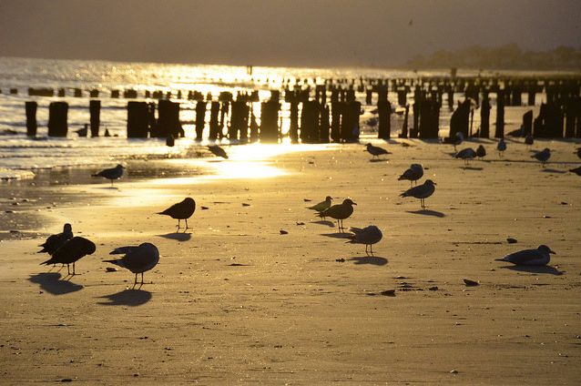 Rockaway seagulls by SpecialKRB on Flickr